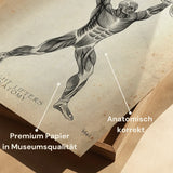 Gewichtheben Anatomie Poster
