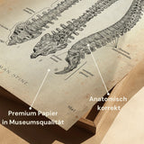 Spine | Structure and Anatomy