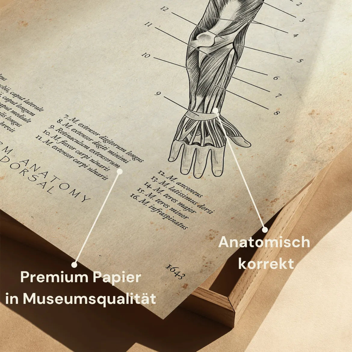 Arm Anatomie dorsal