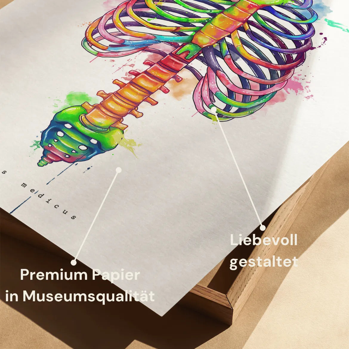 Thorax Anatomy - Rainbow