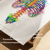 Thorax Anatomie - Rainbow