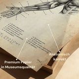 Arm Anatomie ventral