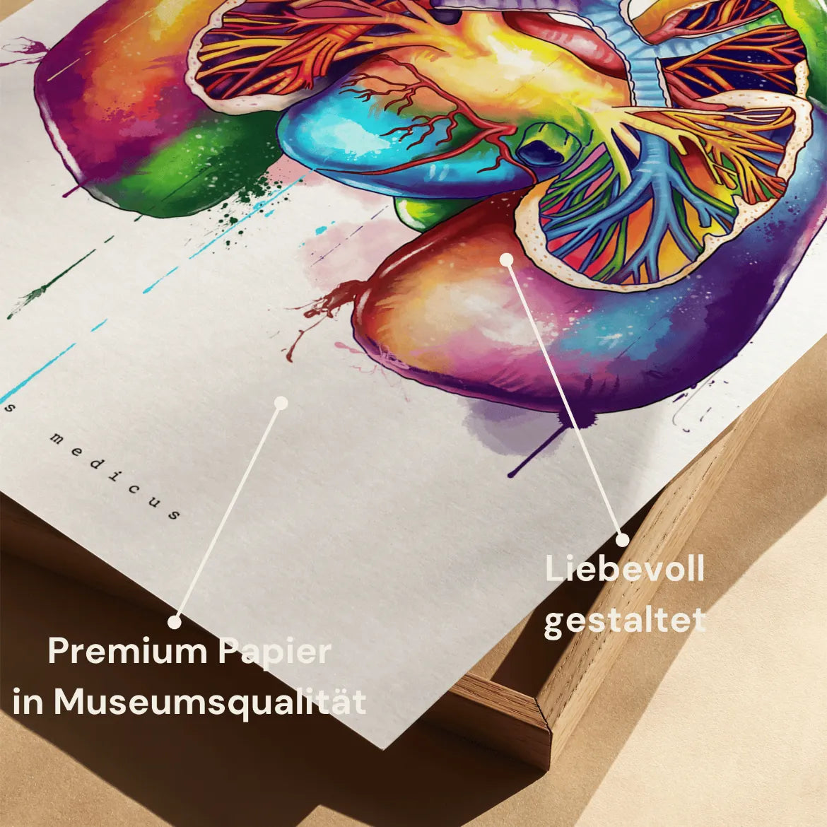 Lungen Anatomie - Rainbow