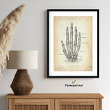 Handknochen Anatomie