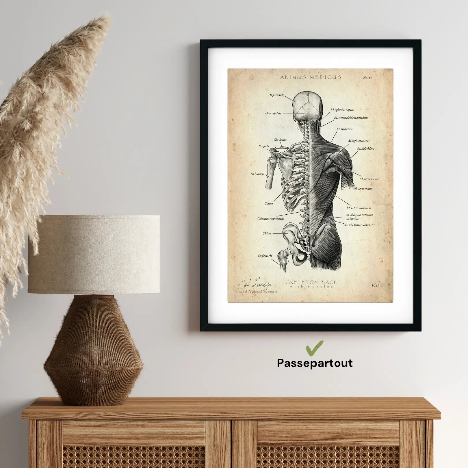 Rücken Anatomie | Knochen und Muskeln