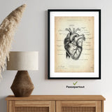 Herz Anatomie
