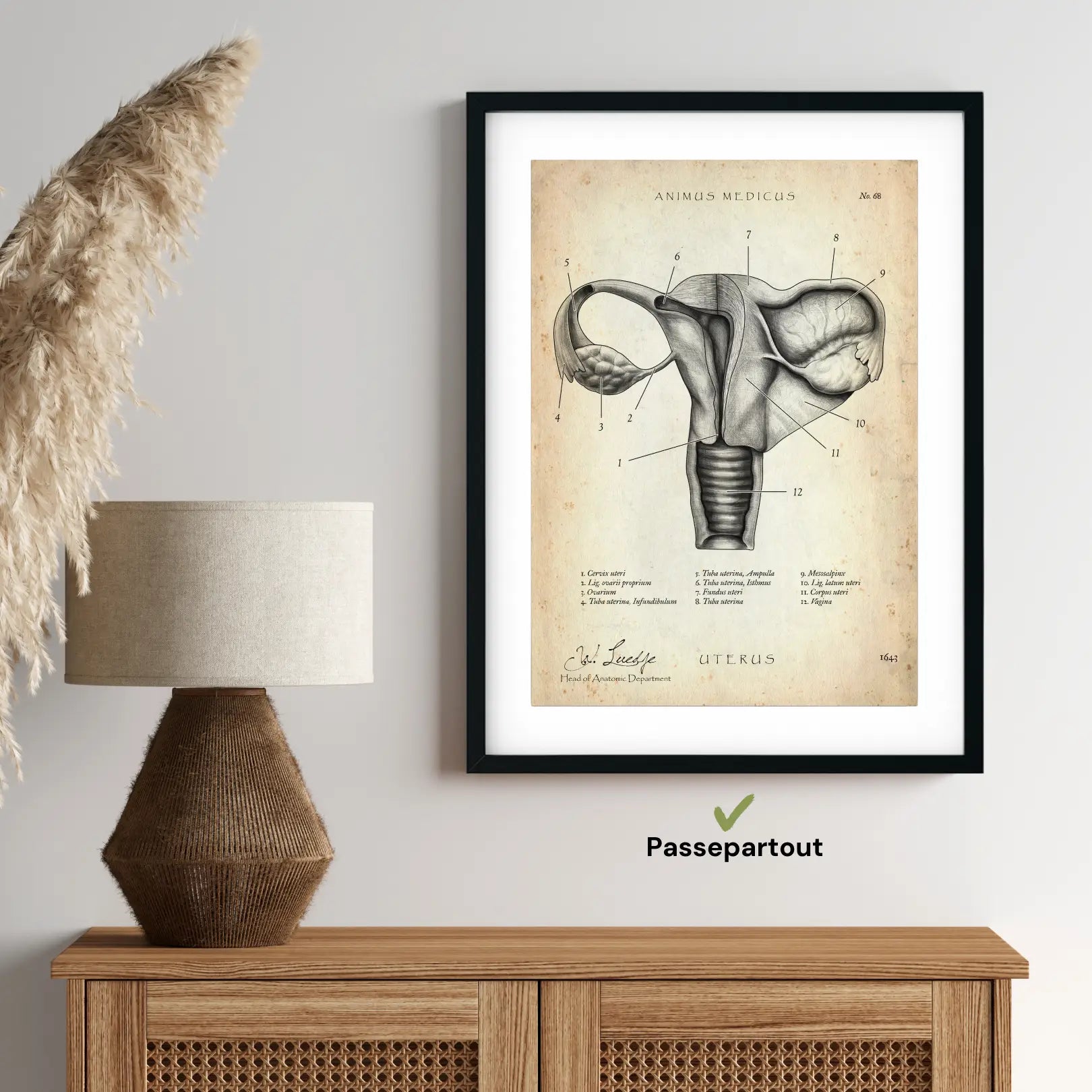 Uterus with adnexa