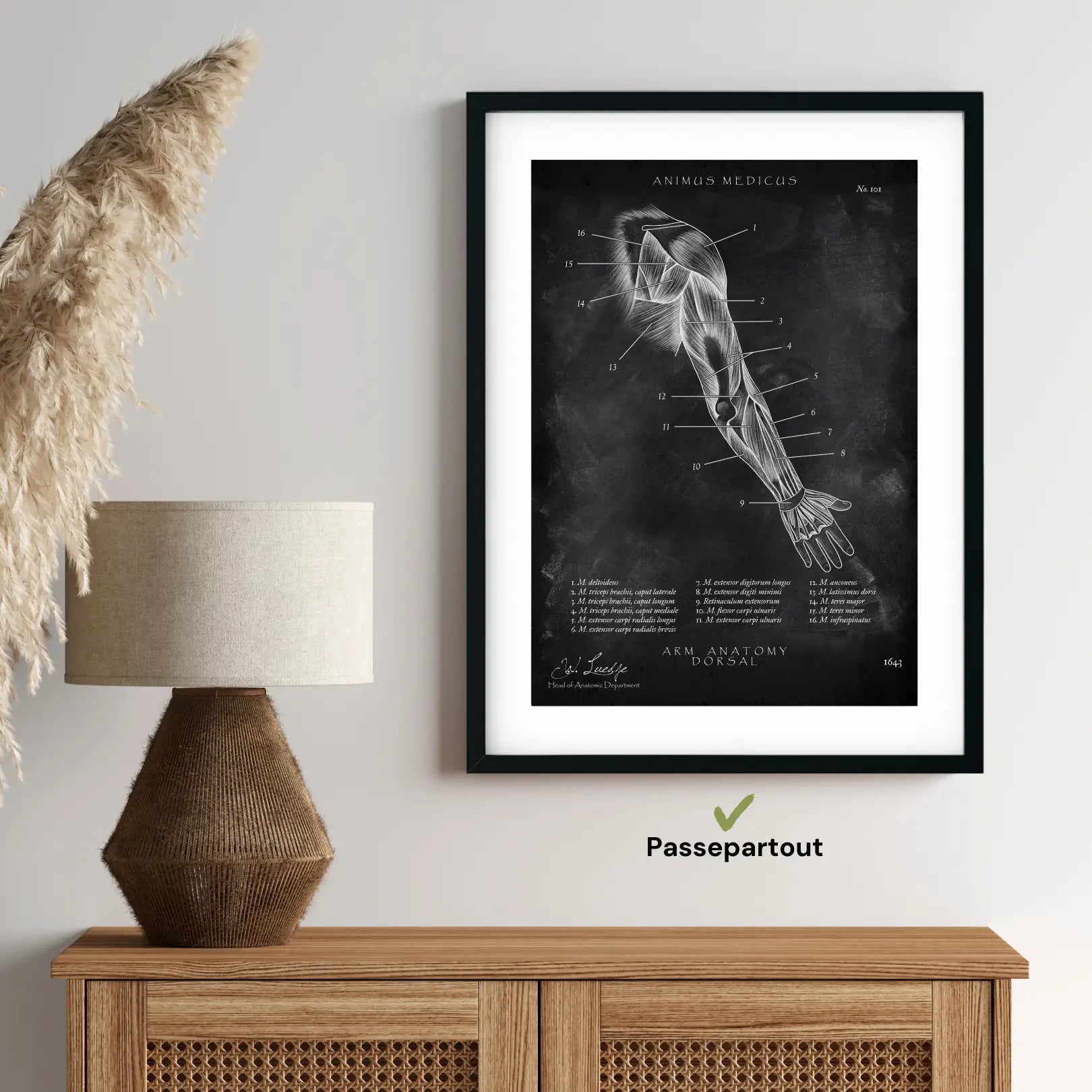 Arm Anatomie dorsal - Chalkboard