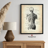 Rücken Anatomie | Knochen und Muskeln
