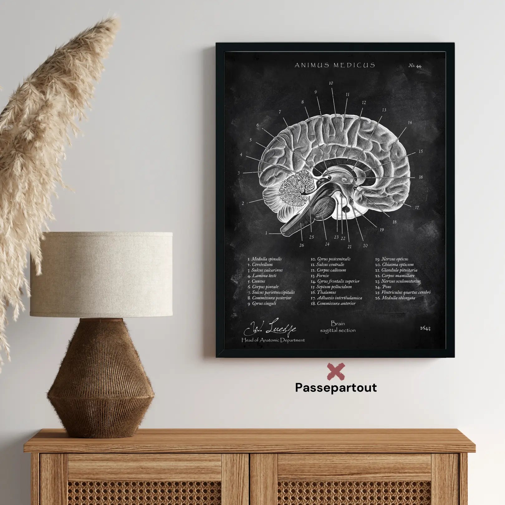 Gehirn im Sagittalschnitt - Chalkboard