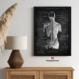 Rücken Anatomie | Knochen und Muskeln - Chalkboard