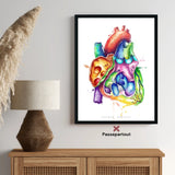 Heart in Section Anatomy - Rainbow