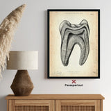Zahn Anatomie im Querschnitt