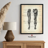 Beinmuskulatur Anatomie