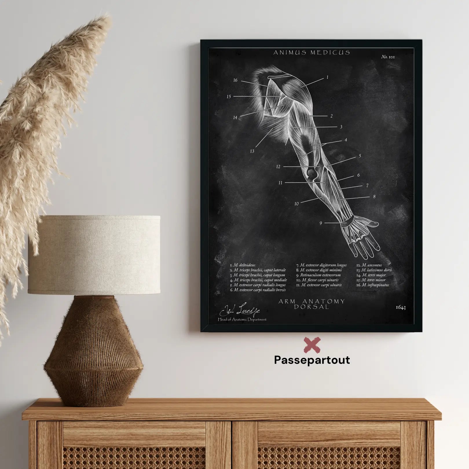 Arm Anatomie dorsal - Chalkboard