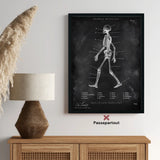 Skelett Anatomie - Chalkboard