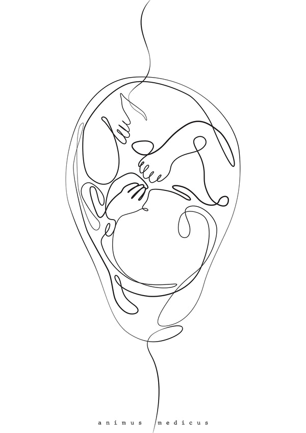 Fetus Anatomie Minimalist