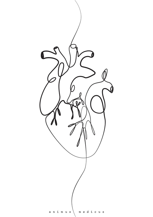 Herz Anatomie Minimalist