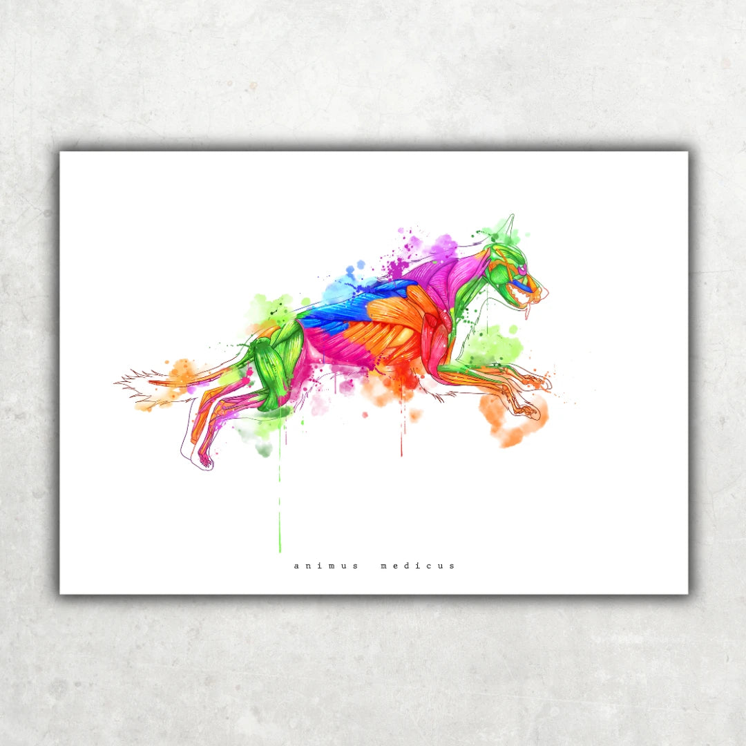 Hunde Anatomie - Rainbow