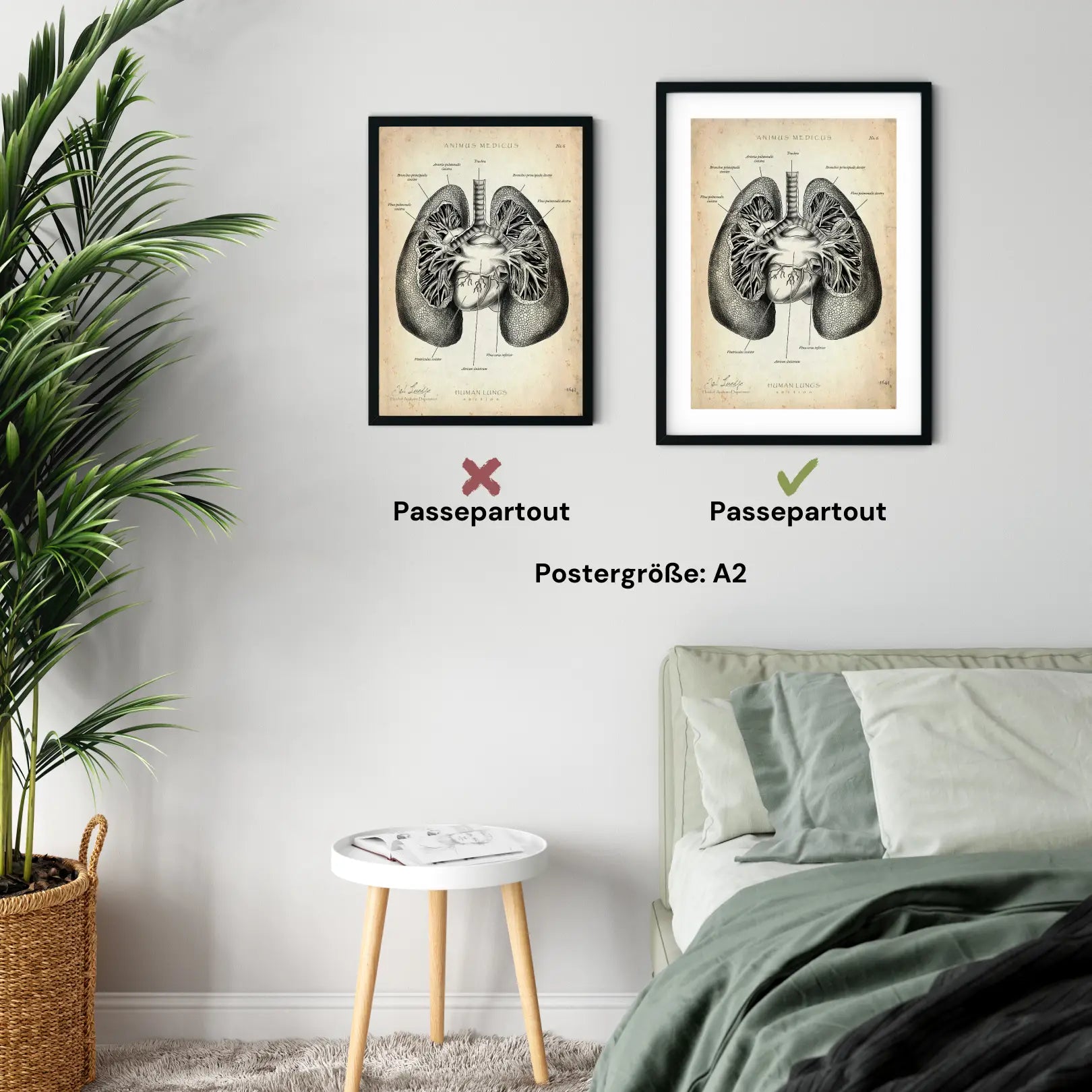 Lungen Anatomie