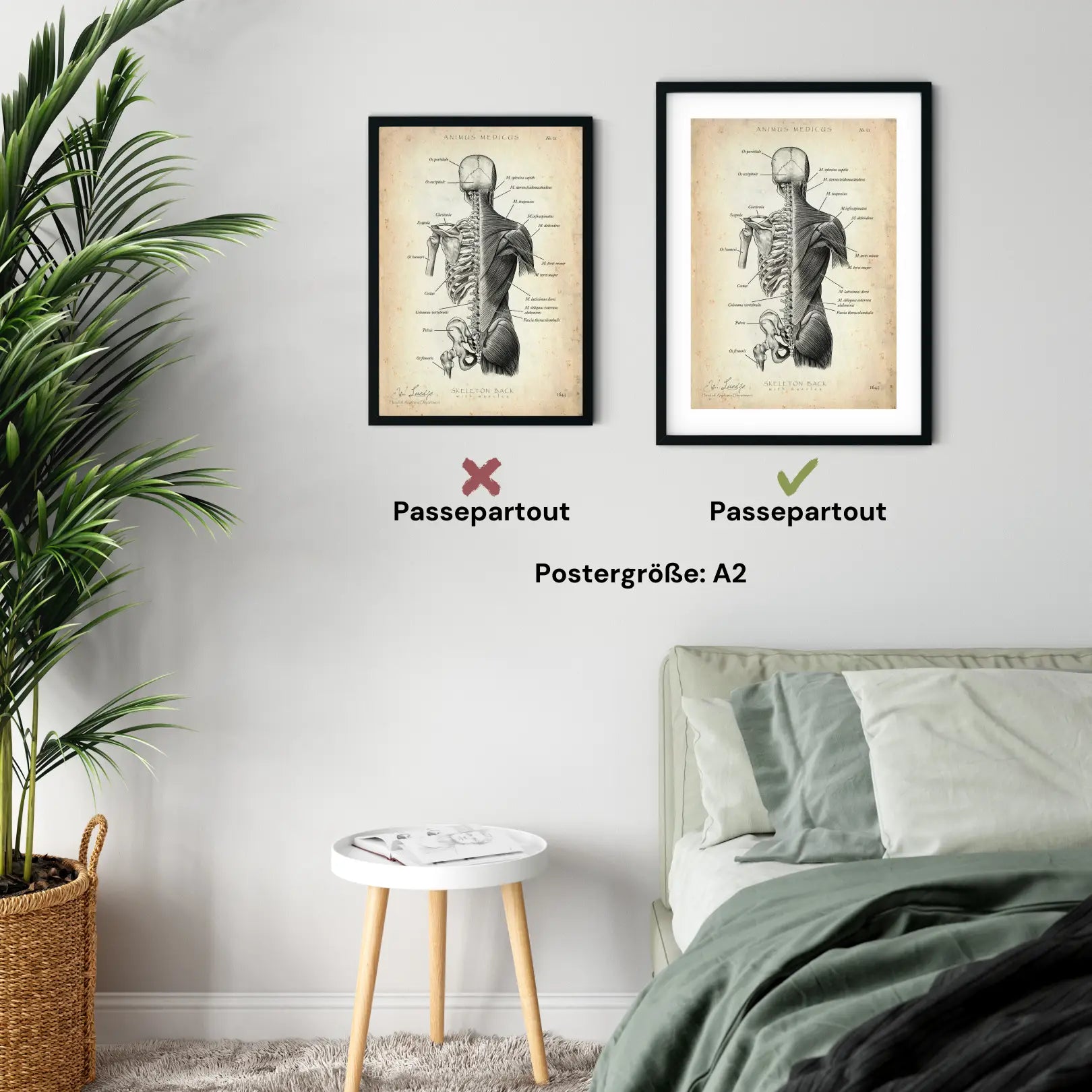 Rücken Anatomie | Knochen und Muskeln