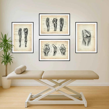 Knie Anatomie Sammlung