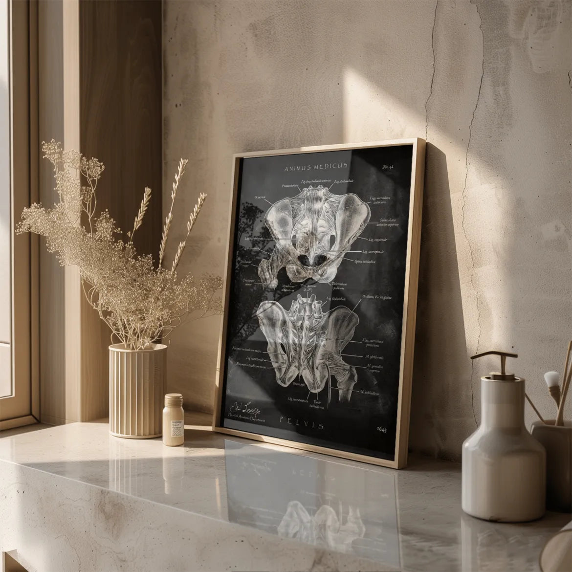 Hüftgelenk Anatomie - Chalkboard