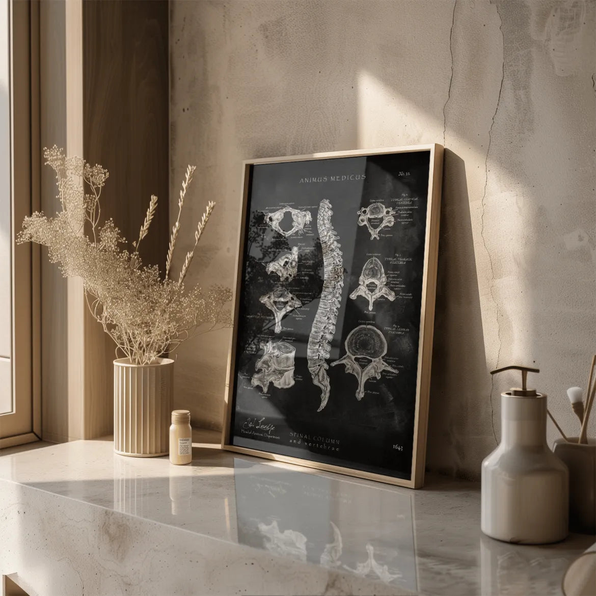 Wirbelkörper Anatomie - Chalkboard