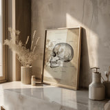 Skull Bone Anatomy