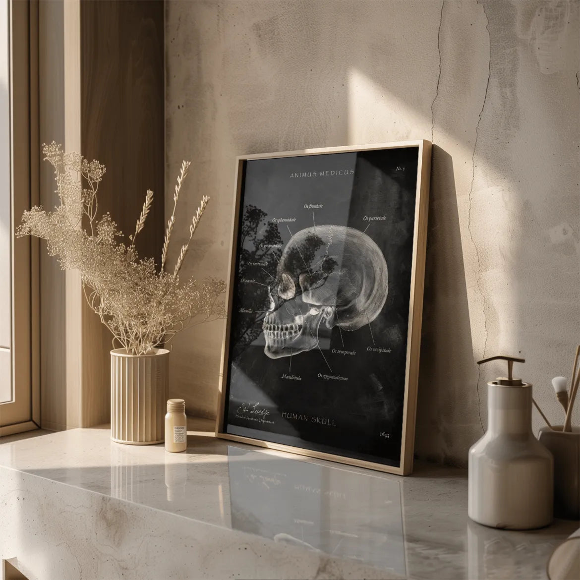 Skull Bone Anatomy - Chalkboard