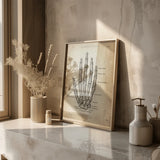 Hand Bone Anatomy