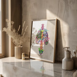 Thorax Anatomie - Rainbow