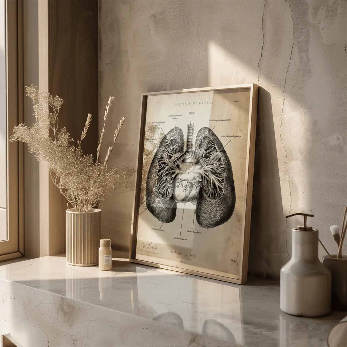 Lungen Anatomie