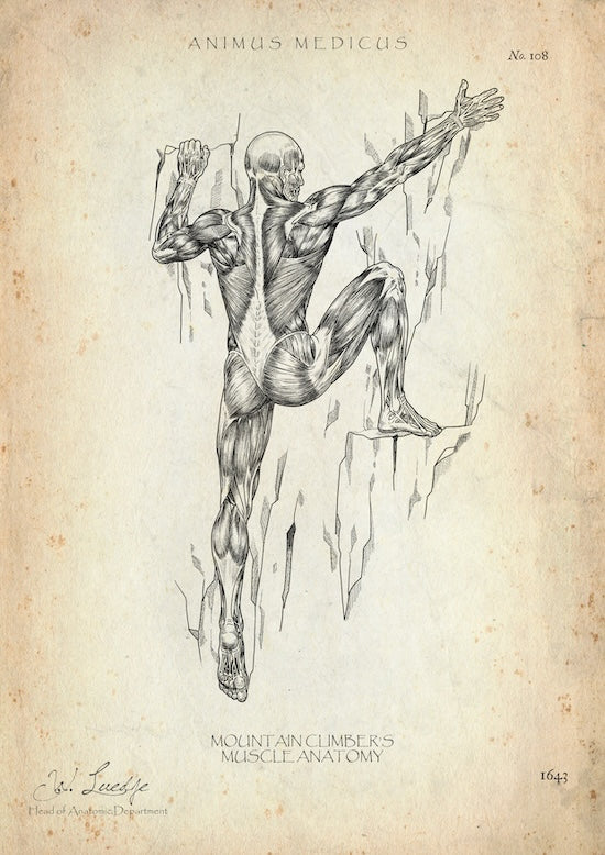 Kletterer Anatomie