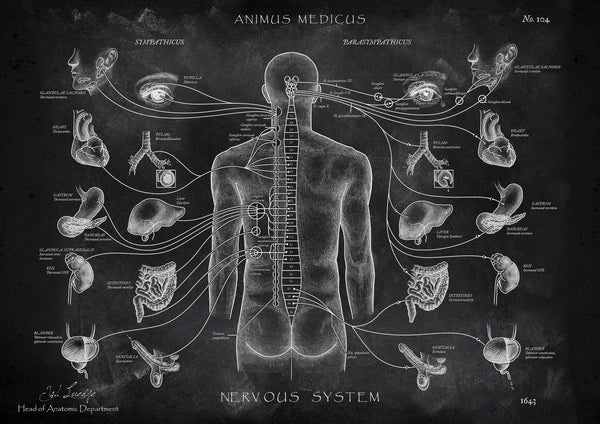 Das vegetative Nervensystem - Chalkboard