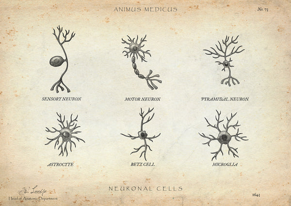 Neuronale Zellen