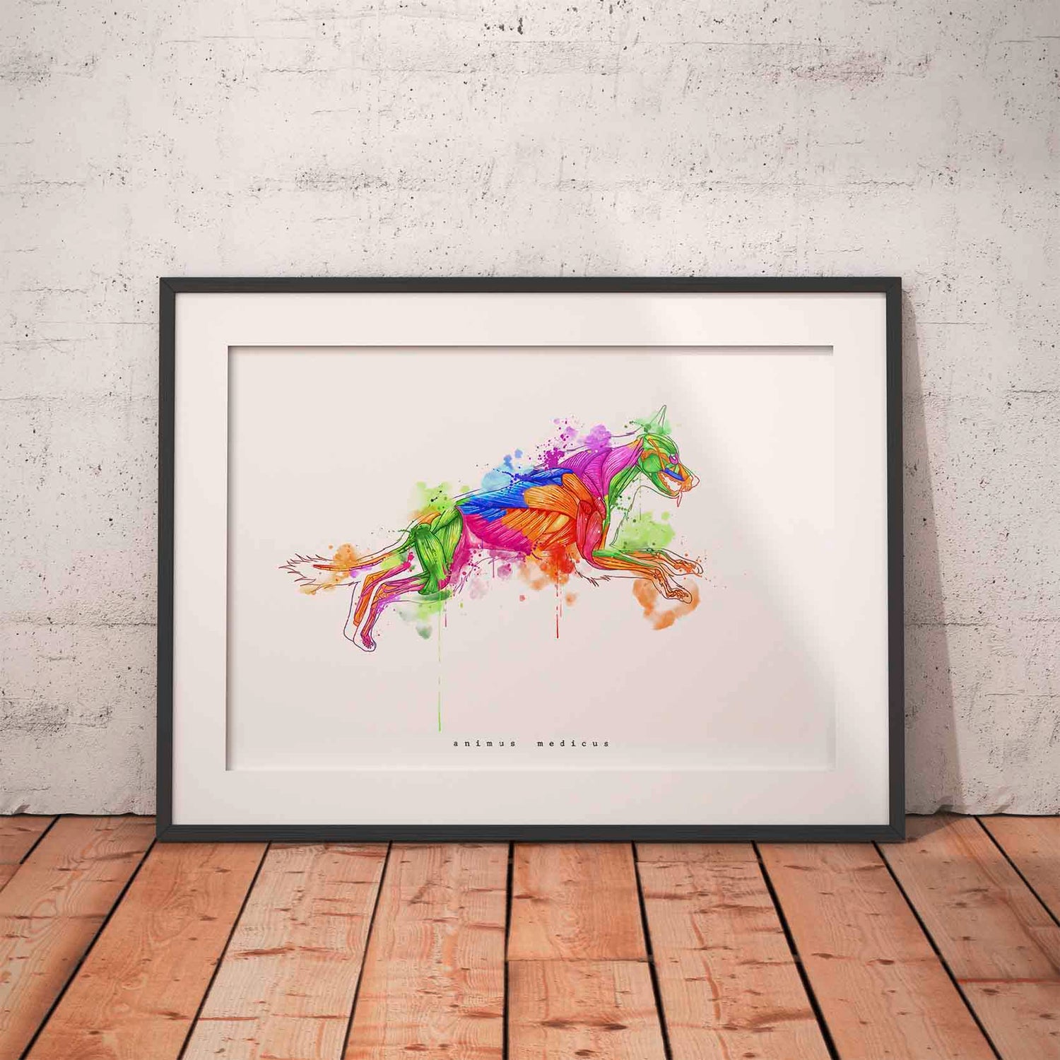 Hunde Anatomie - Rainbow