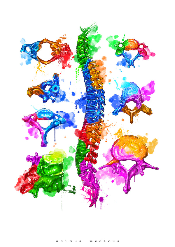 Wirbelkörper Anatomie - Rainbow