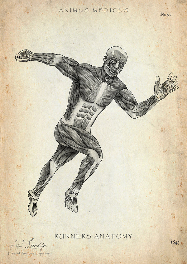 Läufer Anatomie Poster