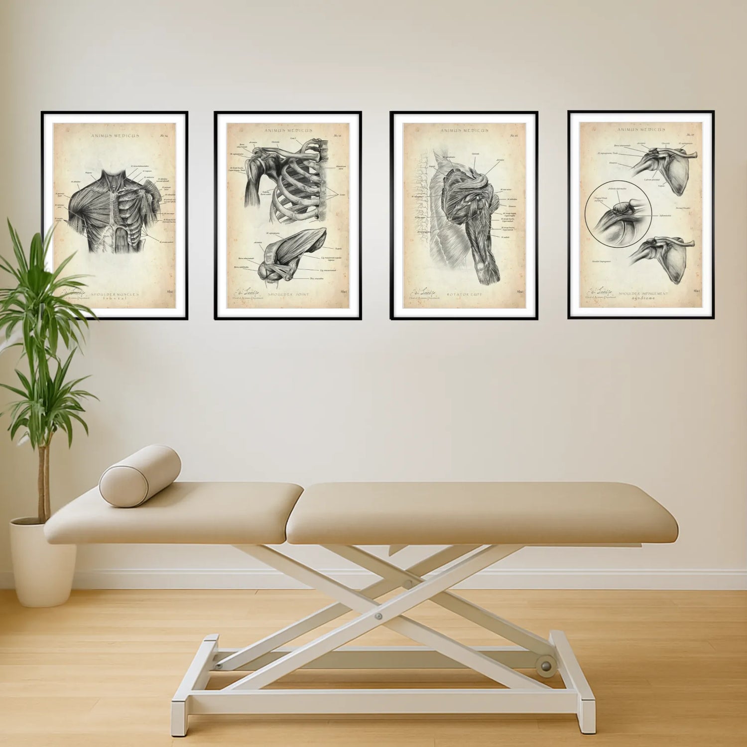 Schulter Anatomie Sammlung