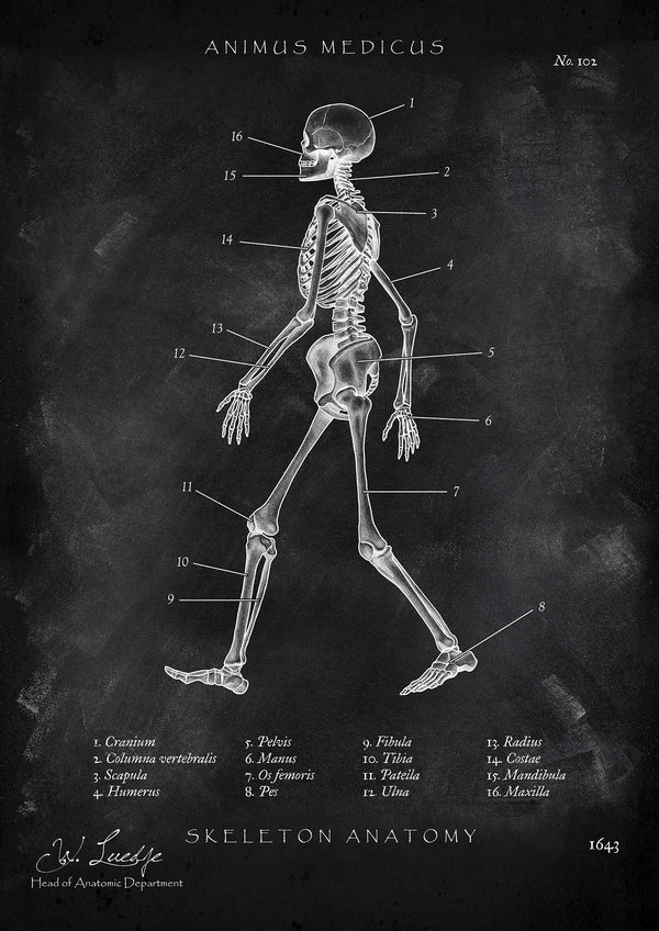 Skelett Anatomie - Chalkboard