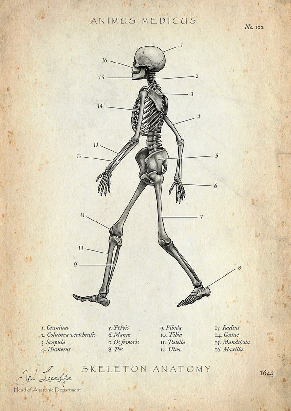 Skelett Anatomie