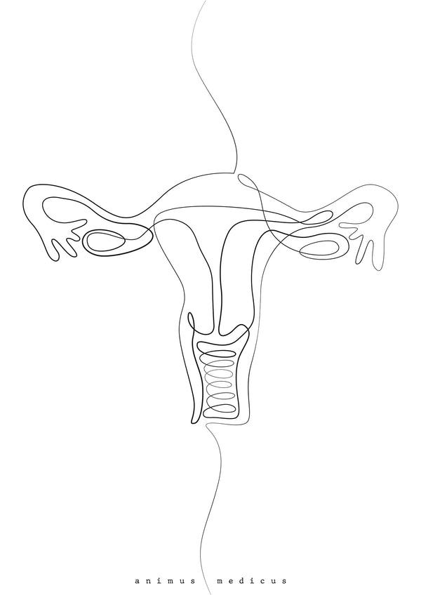 Uterus Anatomie Minimalist