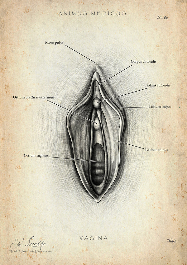 Vulva Anatomie Poster