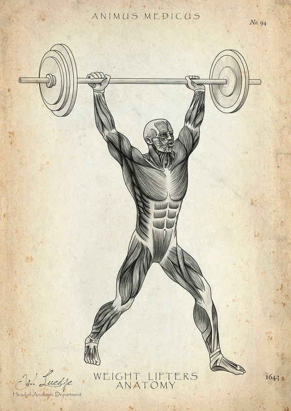 Gewichtheben Anatomie Poster