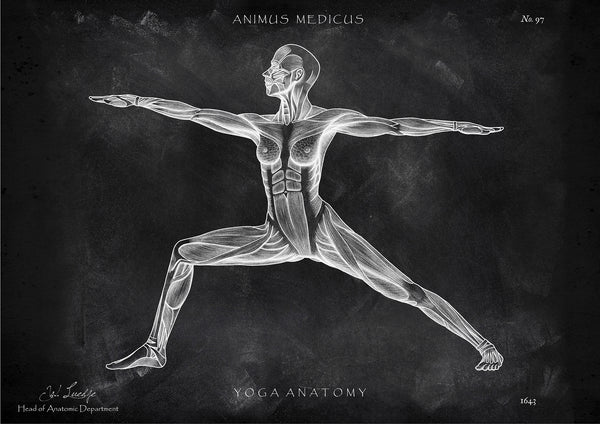 Yoga Anatomie Poster - Chalkboard