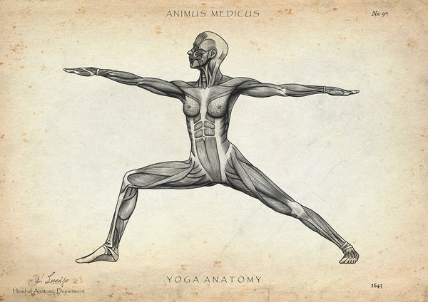 Yoga Anatomie Poster