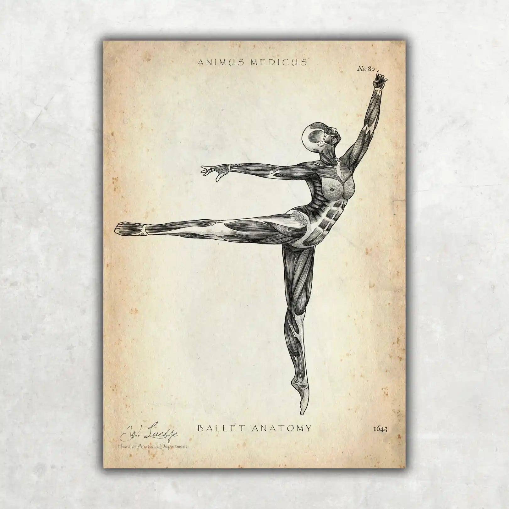 Ballett Anatomie Poster - Animus Medicus GmbH