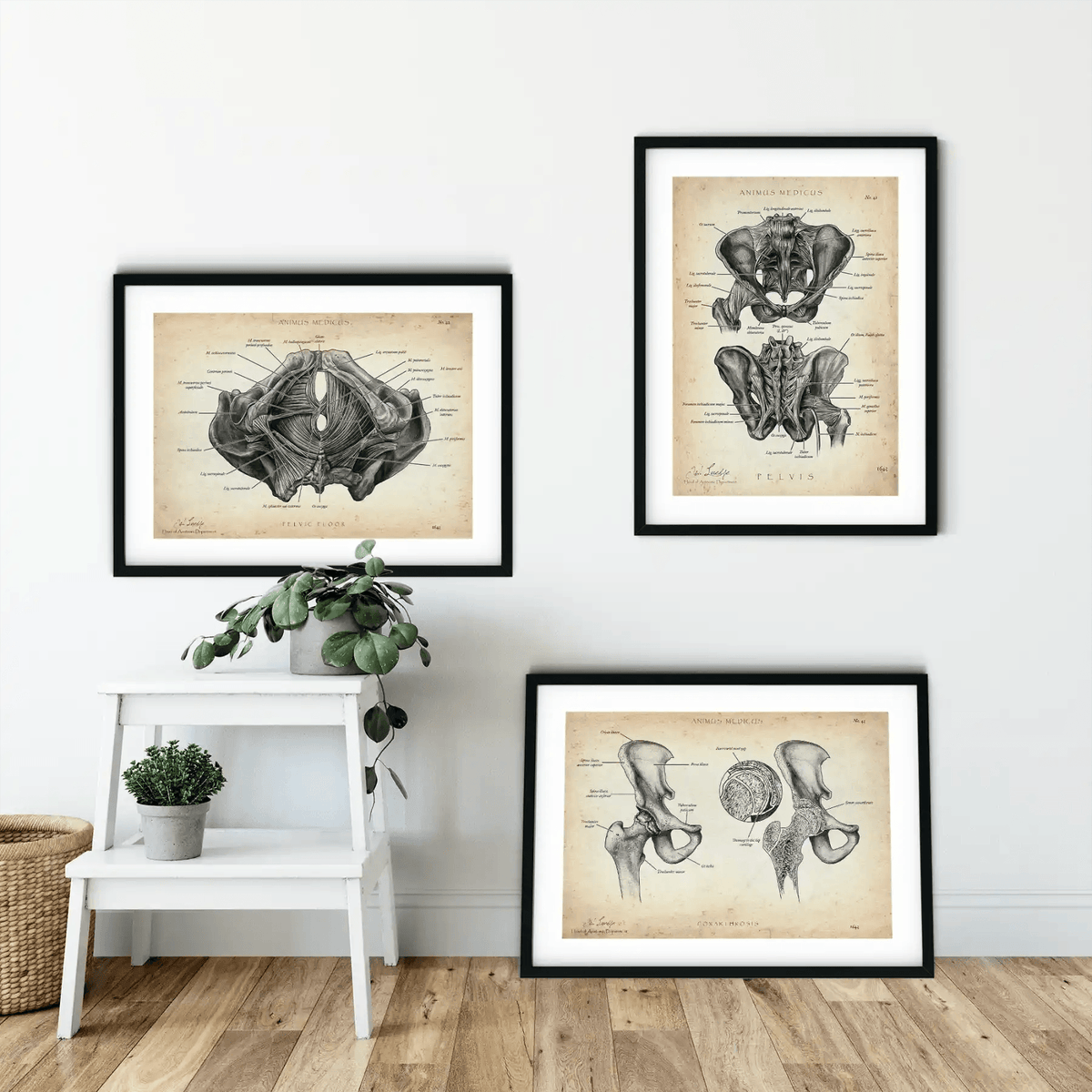 Becken Anatomie Sammlung - Animus Medicus GmbH
