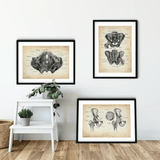 Becken Anatomie Sammlung - Animus Medicus GmbH